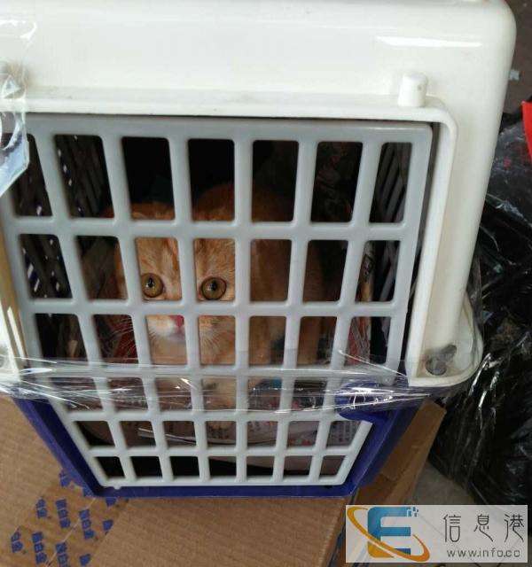 台州宠物空运宠物托运