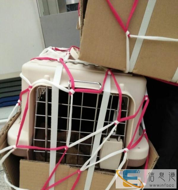 台州宠物托运宠物空运