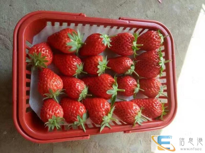 草莓十元一盒一斤装