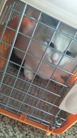 承接泰州宠物托运发全国夏季配备冰垫冰袋水壶和意外保险