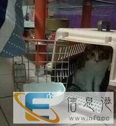 宠物托运100元宠运来宠物托运服务