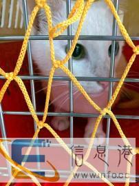 宠物托运50元承接泰州地区到全国各地宠物托运业务