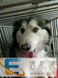 泰州宠物托运快递服务