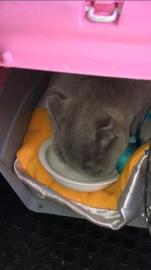 宠爽游保姆专车托运专人照看喂食喂水全程空调