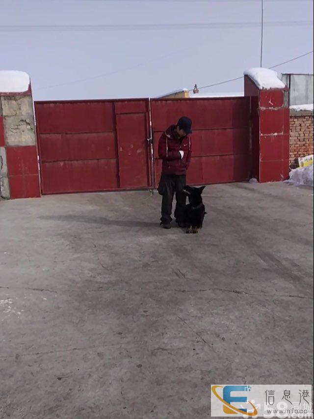 新疆天狼训犬基地