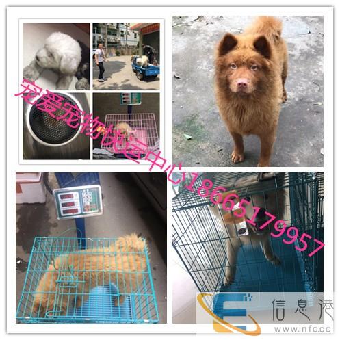 宠物托运24小时接送