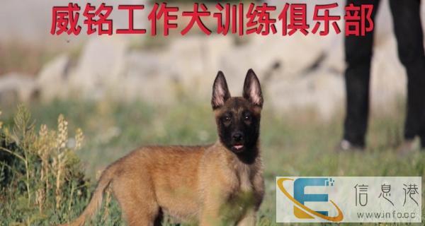 训犬 训狗 乌鲁木齐训犬基地