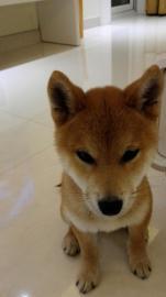 宠物托运价格面议