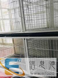 温州猫猫个人寄养
