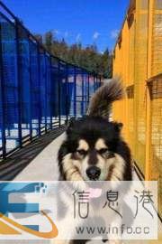狗仔队生活馆寄养训犬宠物托运一条龙服务发全国上门接