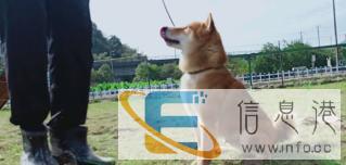 嘉诚宠物警犬，护卫犬训寄养学校