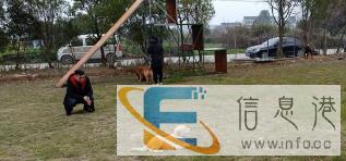 温州嘉诚宠物上门训犬，及宠物寄养