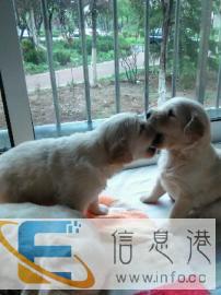 快乐家庭宠物寄养杜绝宠物店关笼子模式