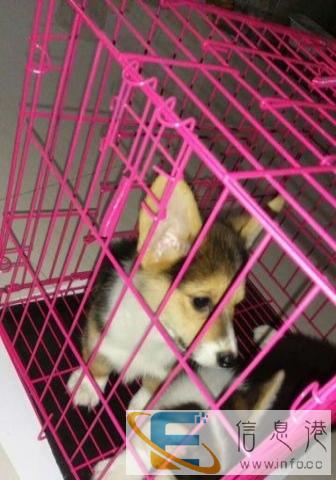 全国较专业国内国际宠物托运公司