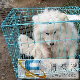 芜湖宠物托运发至全国提供上门服务