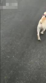 宠爽游保姆专车托运专人照看喂食喂水铲屎遛宠