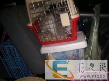 宠物托运安心到家