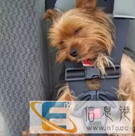 全国托运，宠物旅行社，赶紧来电吧