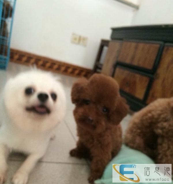 宠物狗洗澡美容