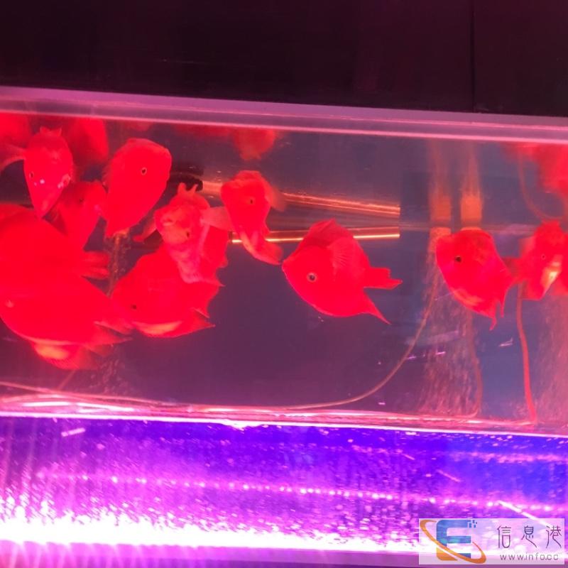 西安市鱼缸清洗换水