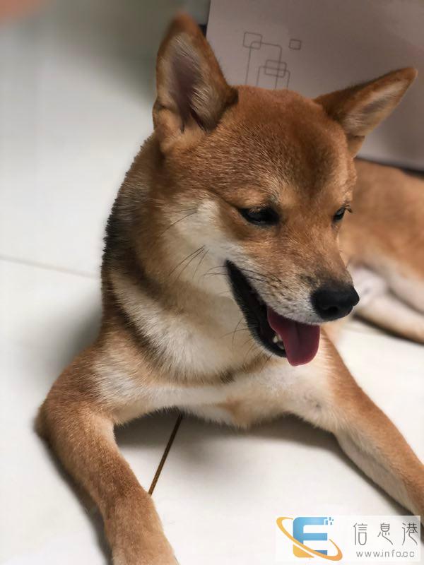 未央区万科金域东郡附近走失柴犬一只