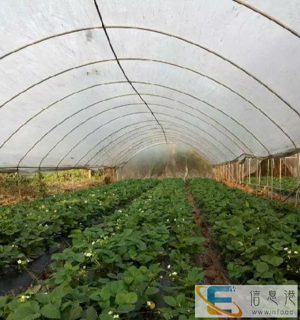 巧克力草莓巧克力草莓