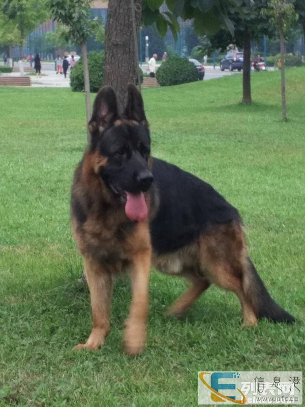 精华板中牧羊犬对外配犬照片真实