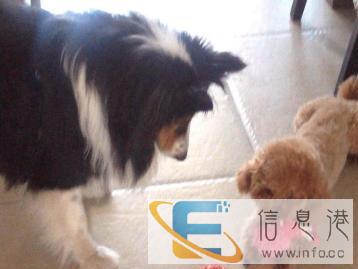 菲菲家庭温暖宠物寄养,在自己家中寄养