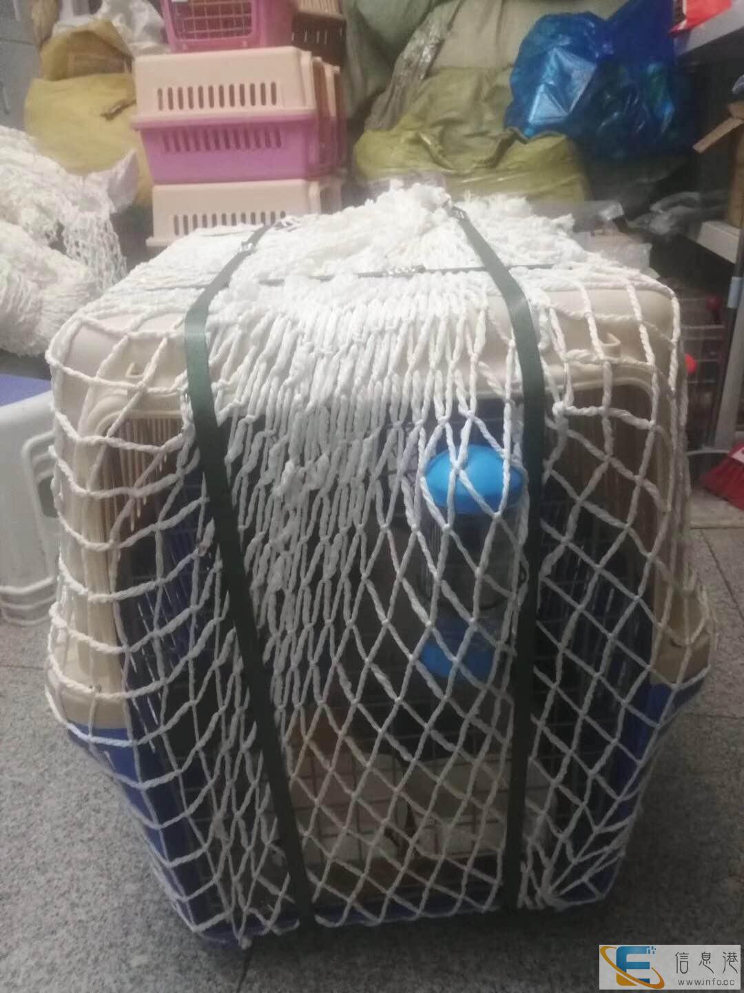 厦门宠物托运公司上门服务