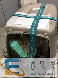厦门宠物空运汽运，厦门猫猫狗狗办理检疫证随机托运