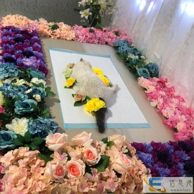 宠物火化炉 宠物殡葬哪个好 宠物火化炉 宠物殡葬哪个好