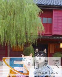 家庭式寄养宠物 有经验有爱心 环境好 清明节预定