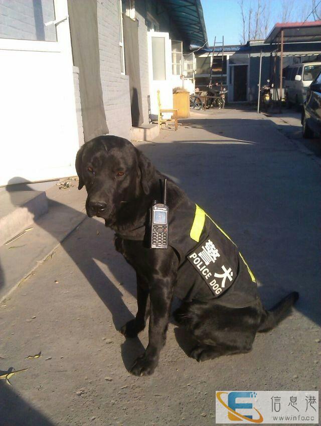 家庭式寄养,训狗,可上门训犬,远程网络指导