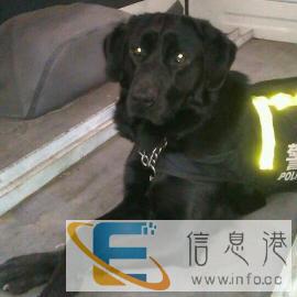 家庭式寄养，训狗，可上门训犬，远程网络指导