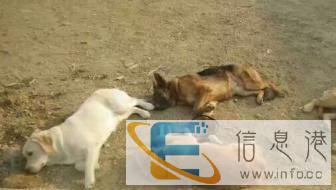 家庭式寄养，训练，可上门训犬