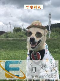 训狗、训犬、宠物犬训练，可远程指导
