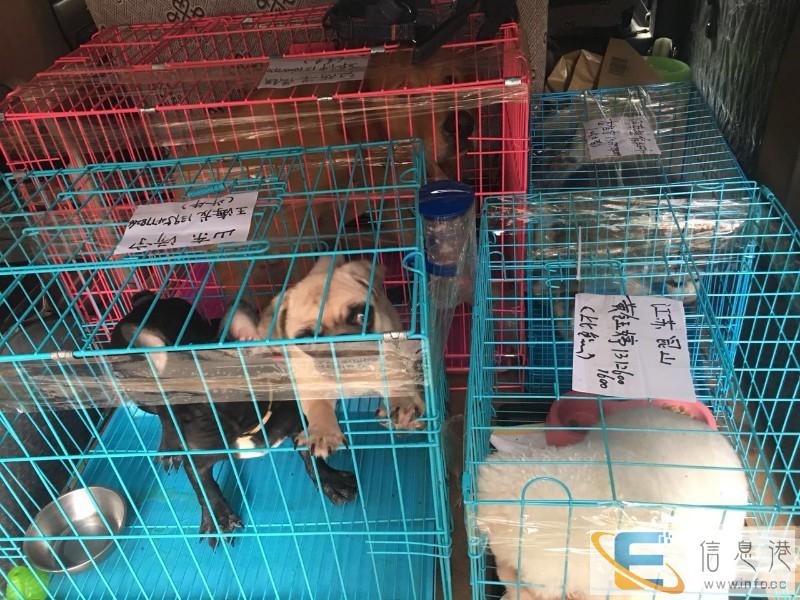 咸阳到全国宠物空运,随机托运 检疫证代办 火车托运全国连锁