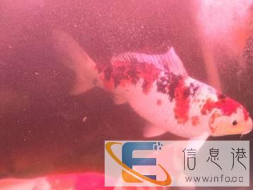 本人长期上门服务，定期维护鱼缸，鱼缸过滤改造和设计