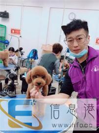 陕西宠物美容师专业培训，5000 学子选择，包学会