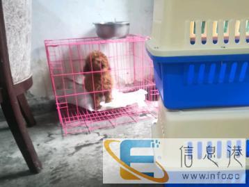 宠物托运急您所需