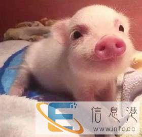 宠物托运久宠全国