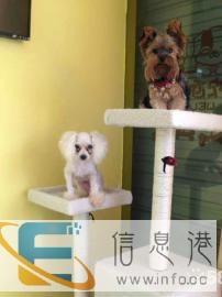 湘潭恋宠之家宠物医院