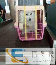 宠物托运，选择长旺宠物托运