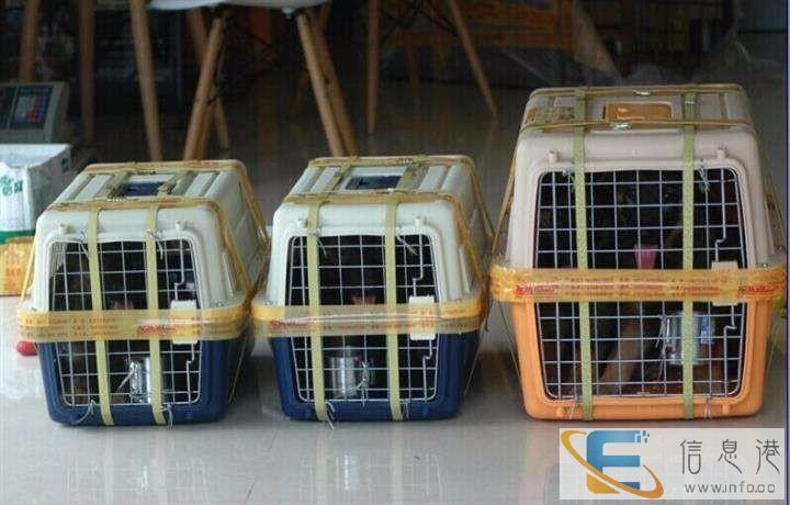 长沙到信阳宠物托运多少钱航空