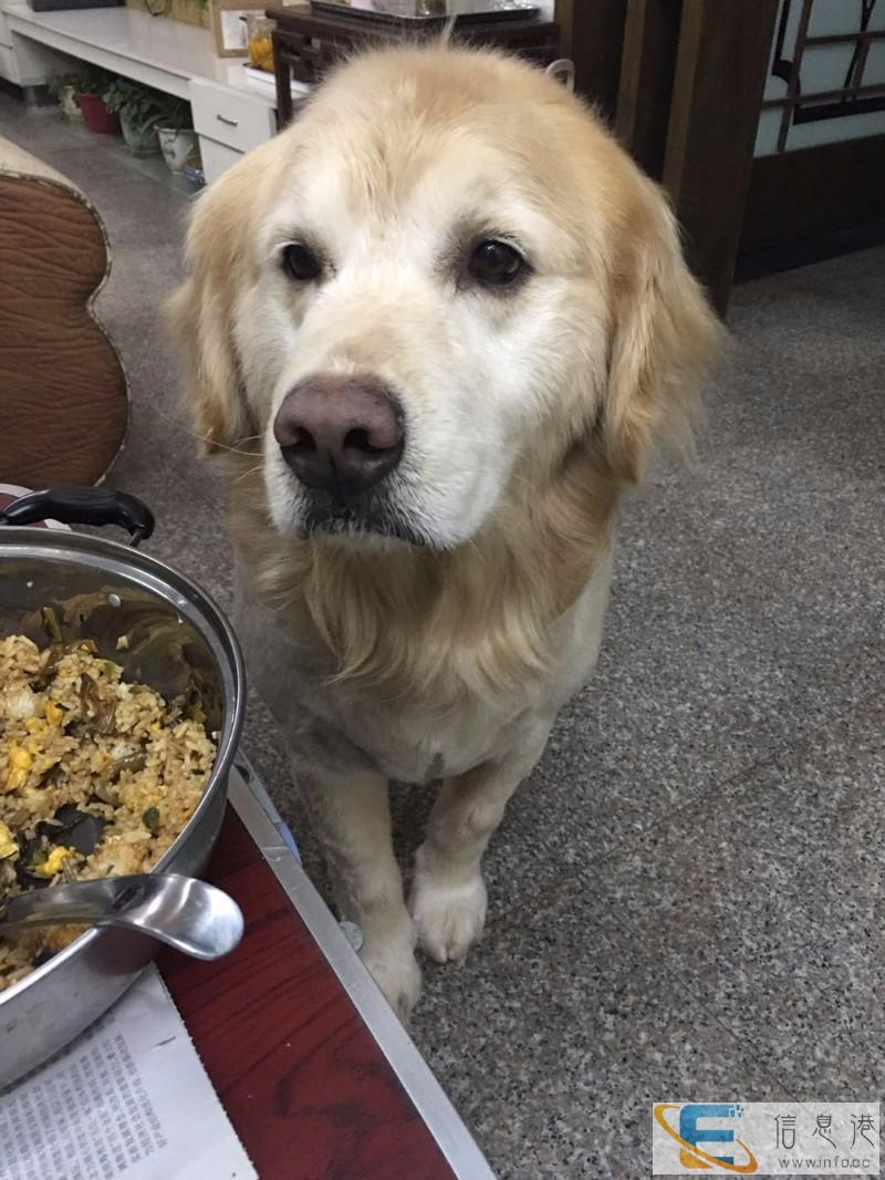 信阳市平桥区明港镇金辉花园小区酬谢两千元寻找金毛