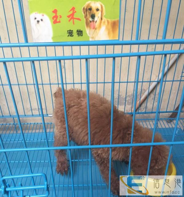 宠乐游宠物托运随机办理、代办手续、保险、上门接宠