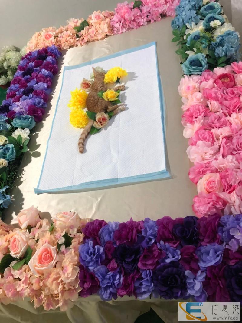 宠物狗火葬 宠物火化多少钱