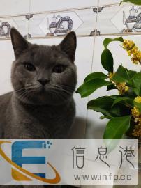 扬州市区宠物上门喂养