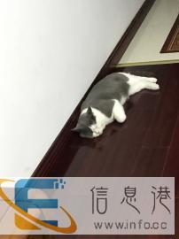 家庭式宠物寄养