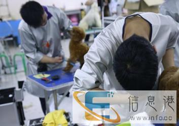 宠物美容价格面议